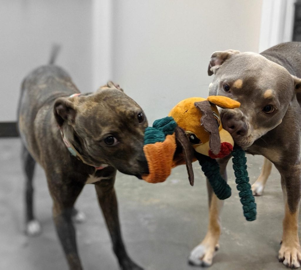 Pet Boarding in Houma, LA 70364 Best Friends Animal Hospital