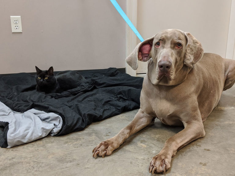 Veterinary services in houma la 70364 best friends animal hospital