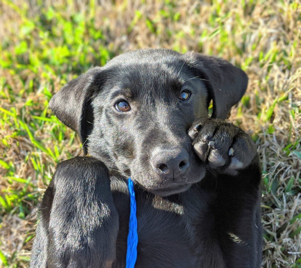 Pet Boarding in Houma, LA 70364 Best Friends Animal Hospital