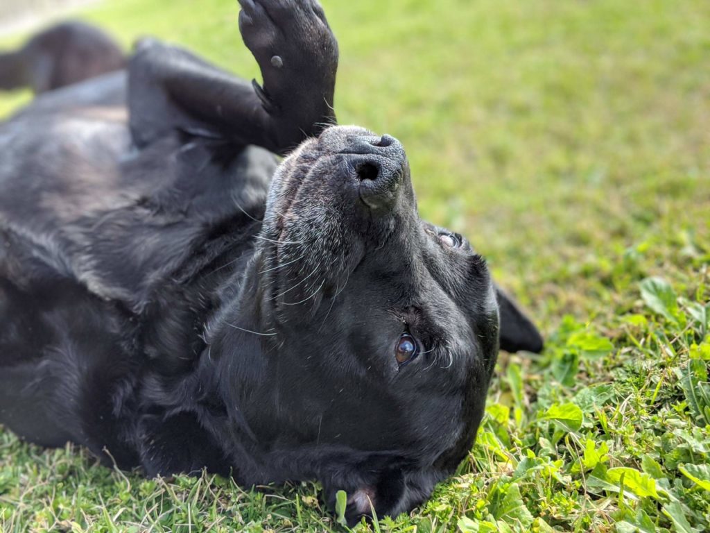 Pet Boarding in Houma, LA 70364 Best Friends Animal Hospital