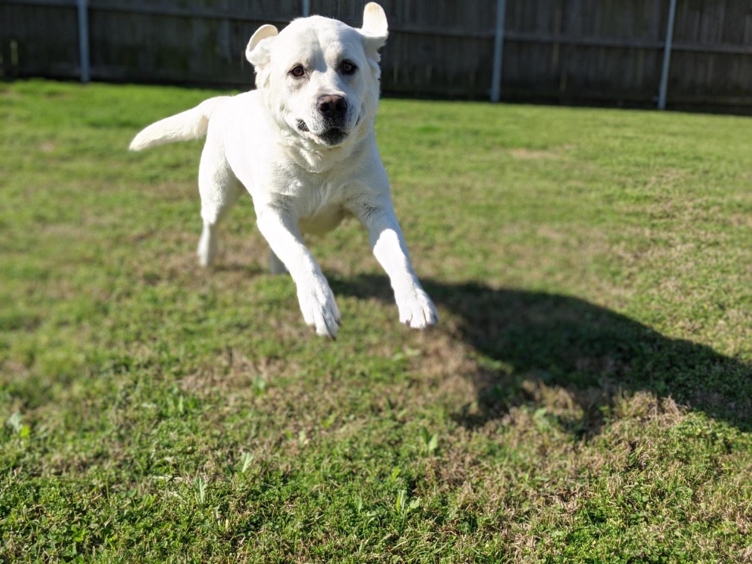 Pet Boarding in Houma, LA 70364 Best Friends Animal Hospital