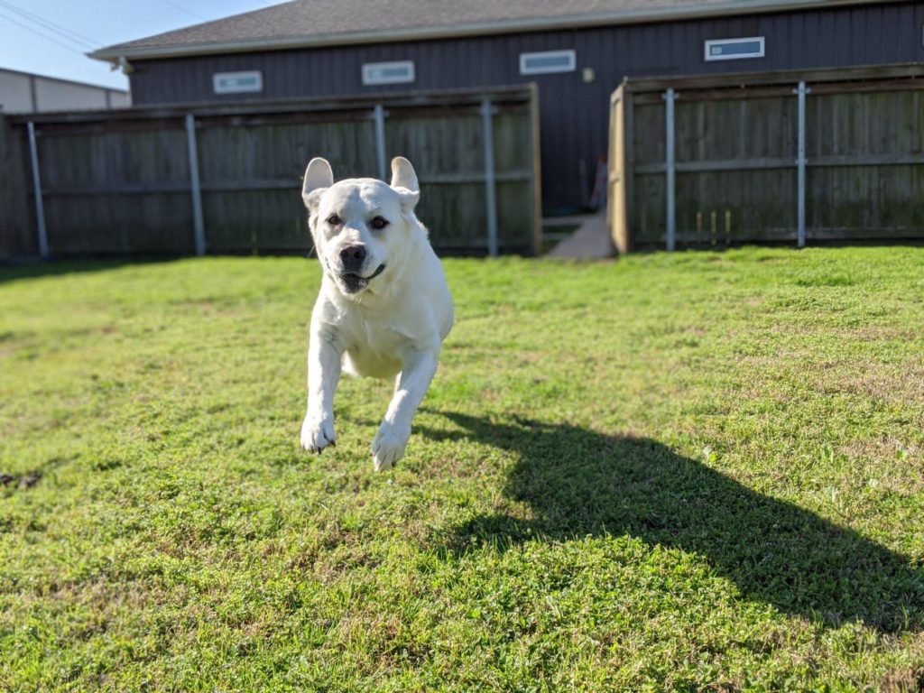 Pet Boarding in Houma, LA 70364 Best Friends Animal Hospital