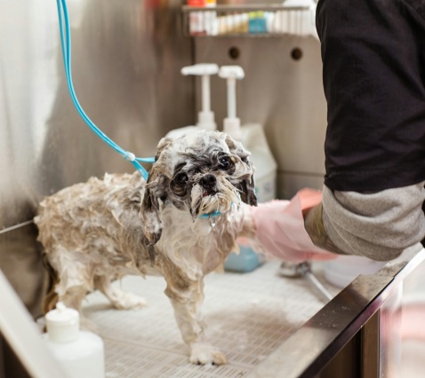 A small dog being washed in a sink A small dog being washed in a sink