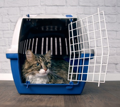 Veterinarian treating cats for parasite protection