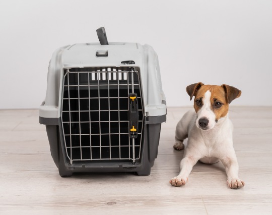 Dog sitting next to an open plastic carrier