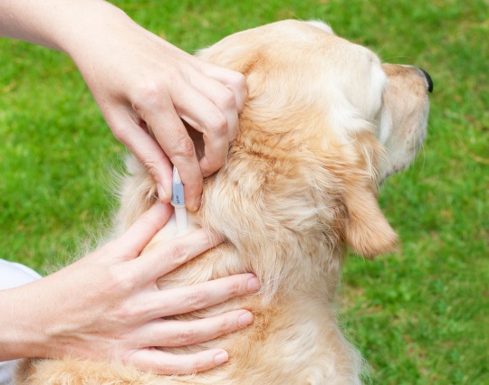 Person with dog during parasite prevention treatment. Person with dog during parasite prevention treatment.