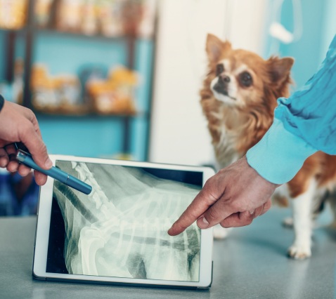 Two experienced veterinarians examining a dog's X-ray Two experienced veterinarians examining a dog's X-ray