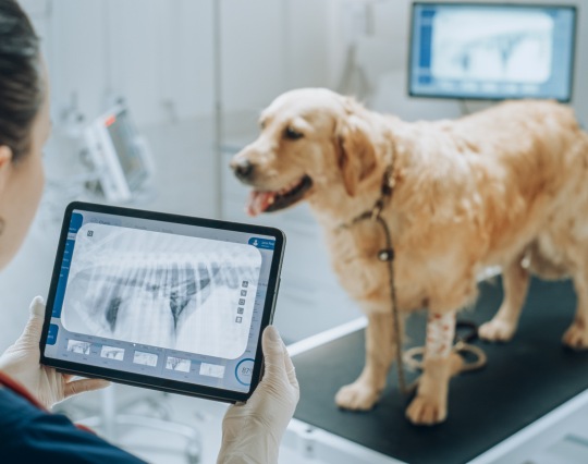 Vet checking Golden Retriever with X-rays on tablet Vet checking Golden Retriever with X-rays on tablet