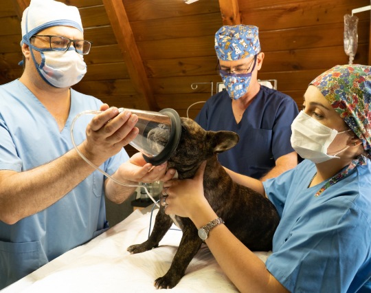 Veterinary team preparing dog for anesthesia Veterinary team preparing dog for anesthesia