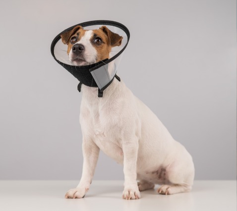 dog wearing a surgical cone dog wearing a surgical cone
