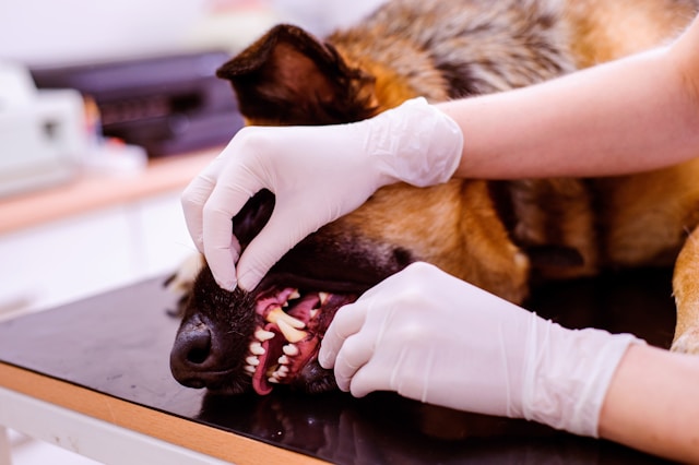getty-images-unzstEgVsYA-unsplash vet examining a dog's teeth by holding its mouth