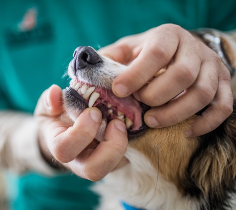 vet examining a dog's teeth by holding its mouth vet examining a dog's teeth by holding its mouth