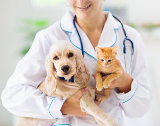 vet with puppy and kitten vet with puppy and kitten